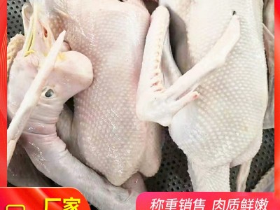 厂家供应 冷冻白条鹅 农家散养鹅嫩鹅现杀冷冻整只鹅肉 可批发图5