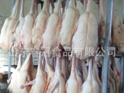专业供应 优质冻白条鹅体 山东朗德鹅肉 冻卤鹅肉鹅体批发图5