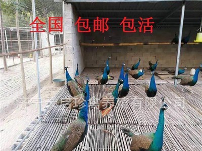 食用孔雀生态养殖 孔雀肉多少钱一斤 商品孔雀活体格图4