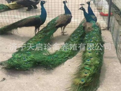 食用孔雀生态养殖 孔雀肉多少钱一斤 商品孔雀活体格图5