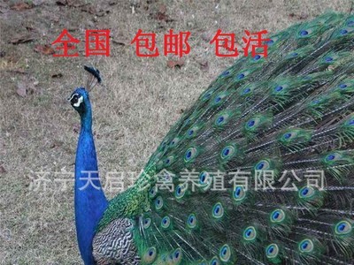 食用孔雀生态养殖 孔雀肉多少钱一斤 商品孔雀活体格图3