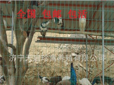 食用孔雀生态养殖 孔雀肉多少钱一斤 商品孔雀活体格图2