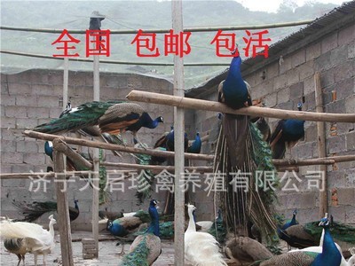 出售孔雀价格 蓝孔雀价钱一对 观赏白孔雀一只 孔雀幼苗图2