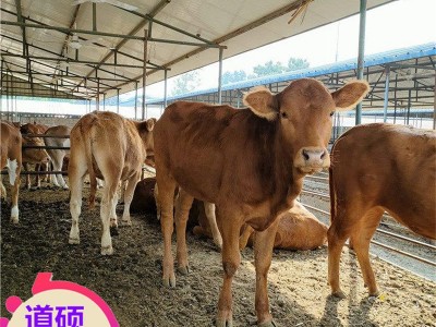 出售牛 鲁西黄牛改良牛 西门塔尔牛犊肉牛苗 西门塔尔牛肉牛犊图4