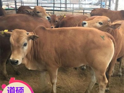 出售牛 鲁西黄牛改良牛 西门塔尔牛犊肉牛苗 西门塔尔牛肉牛犊图3