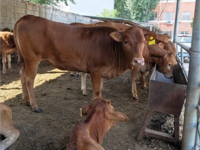 出售牛 鲁西黄牛改良牛 西门塔尔牛犊肉牛苗 西门塔尔牛肉牛犊图2