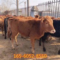 出售牛 鲁西黄牛改良牛 西门塔尔牛犊肉牛苗 西门塔尔牛肉牛犊