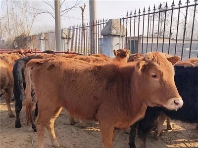 黄牛活体牛犊 鲁西黄牛小黄牛肉牛苗今日多少钱 哪里有西门塔尔牛图4
