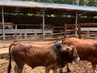 黄牛活体牛犊 鲁西黄牛小黄牛肉牛苗今日多少钱 哪里有西门塔尔牛图3