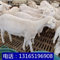 澳洲白绵羊种羊成年羊体重黑头杜泊绵羊小羊羊怎么养殖长势快