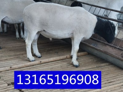 什么品种羊多胎杜泊绵羊一胎产几只小羊糕养50只澳洲白羊利润图2