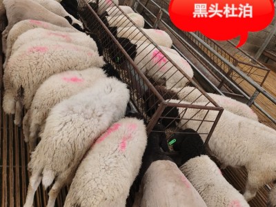 多胎羊有哪些品种杜泊绵羊种羊活羊母羊一胎产几只小羊羔图4