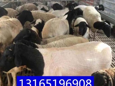 活羊养殖场杜泊种公羊多少澳洲白二胎母羊小羊羊羔图2