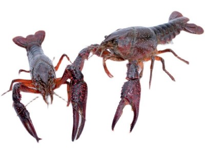 湖北洪湖 鲜活789钱小龙虾新鲜活虾 30斤50斤食用红壳虾餐馆包邮图5