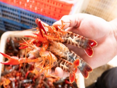 湖北洪湖 鲜活789钱小龙虾新鲜活虾 30斤50斤食用红壳虾餐馆包邮图4