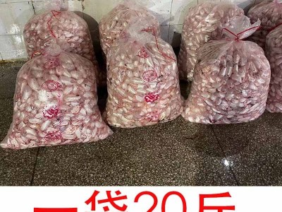 湖北白鲢鱼泡 鱼胶泡 鲜活鱼现杀 新鲜冷冻鱼鳔批发 厂家餐馆直供图3