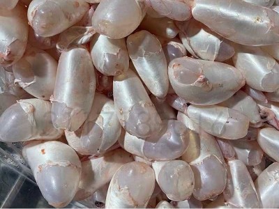 湖北白鲢鱼泡 鱼胶泡 鲜活鱼现杀 新鲜冷冻鱼鳔批发 厂家餐馆直供图2