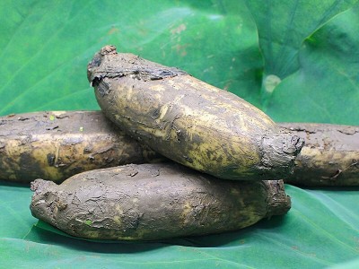 洪湖莲藕现挖现发清炒生吃凉拌煲汤湖北特产脆藕新鲜莲藕图3