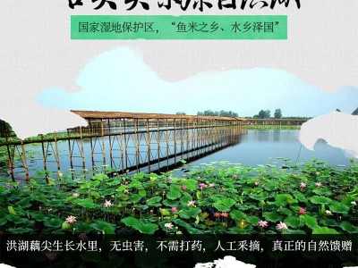 酸辣泡藕尖400g非藕带湖北特产莲藕藕芽新鲜泡菜袋装开胃菜下饭菜图3
