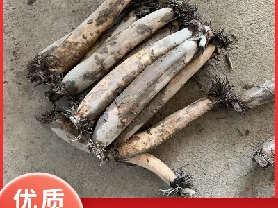 新鲜洪湖藕尾藕现挖现发做藕粉藕夹藕圆子湖北特产洪湖莲藕图2