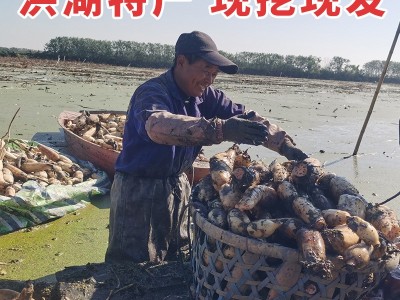 新鲜洪湖藕尾藕现挖现发做藕粉藕夹藕圆子湖北特产洪湖莲藕图3