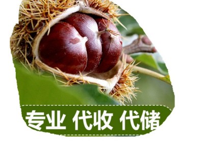 批发泰山板栗 河北油栗 野生毛栗 甘栗子图3