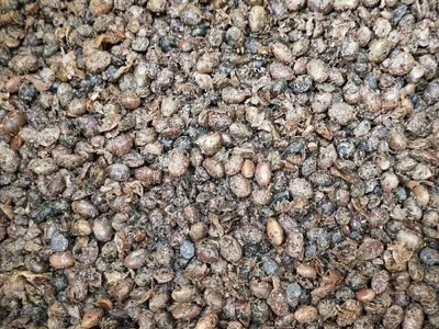 现货供应益生菌生物发酵大豆 腐熟发酵大豆 有机肥大豆 熟化大豆图4