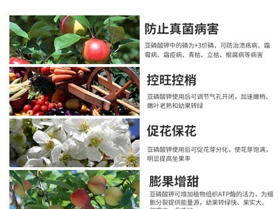现货批发 亚磷酸钾 控梢保花保果果叶面水溶肥生长调节剂图2