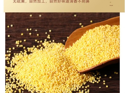 定制真空包装小米 5斤小米 谷德丰小米 批发小米 赤峰小米 黄金苗图2