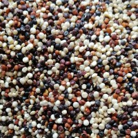 25KG装青海三色藜麦1:1:1 五谷杂粮高原藜麦 宝宝辅食藜麦