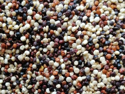 25KG装青海三色藜麦1:1:1 五谷杂粮高原藜麦 宝宝辅食藜麦图2