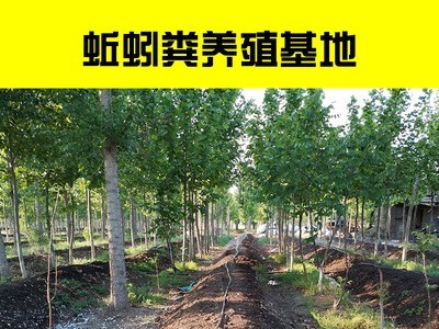 蚯蚓粪 改良土壤 蚯蚓土肥 花卉绿化保水保肥图3