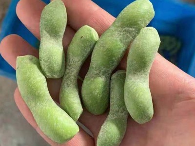 供应餐饮酒店速冻毛豆荚 速冻剪尾毛豆荚 冷冻毛豆 速冻毛豆批发图5