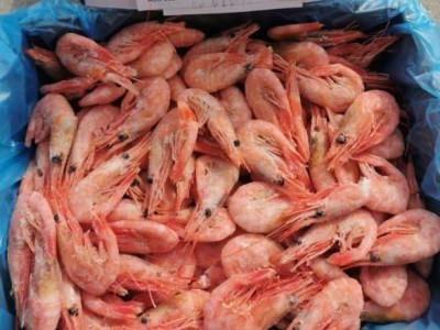 北极甜虾元宝虾带籽北极虾冰虾80/100净重4斤 冰虾图2