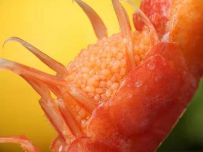海鲜礼盒装净重4斤腹籽北极甜虾带籽熟冻即食北极虾冰虾籽虾图2