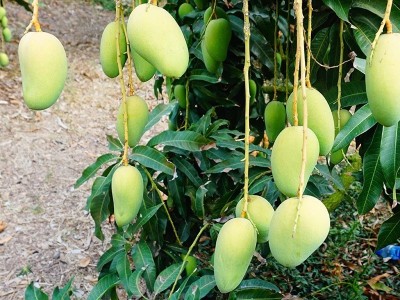 海南小台农芒果新鲜小台芒应季亚热带水果自然熟香甜芒果图5