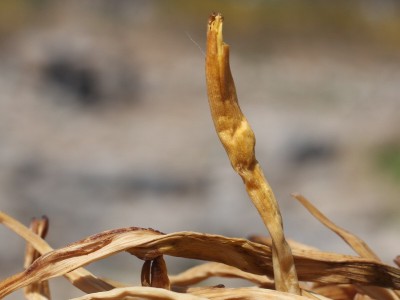 批发花黄菜干菜金针菜农家土特产湖南祁东直条黄花菜火锅炒菜食材图3