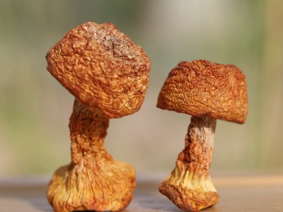 批发姬松茸干货云南特产松茸菌巴西菇姬茸菌菇蘑菇干货煲汤食材图3