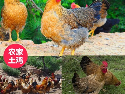 湖北土特产风干鸡农家散养土鸡自制咸鸡腊鸡腊肉腌制盐水土鸡图3