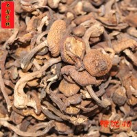 22年新货东北大量批发东北榛蘑。榛蘑丁东北蘑菇