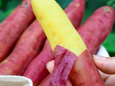 甜糯沙粉源自日本云南种植贵族地瓜图2