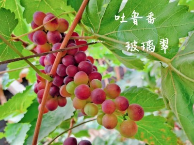甜脆新疆好葡萄吐鲁番火焰山玻璃翠无核白双拼图3