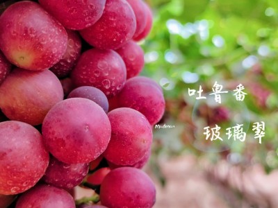 甜脆新疆好葡萄吐鲁番火焰山玻璃翠无核白双拼图2