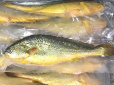 宁德大黄鱼　黄花鱼　海鲜生鲜冷冻 黄鱼 大黄鱼批发图2