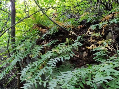 广西骨碎补 爬岩姜 石岩姜 接骨猴姜 申姜肉碎补大量批发一件代发图2
