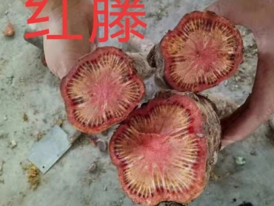 广西红藤 脑血通片 大血藤 血藤 红皮藤 红藤片 当季干货大量批发图4