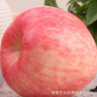 水果 山东烟台栖霞苹果 红富士品种 厂家价格 10斤装 脆甜多汁