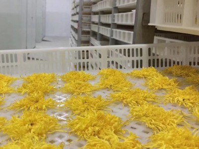 产地货源 金丝皇菊一朵一杯 菊花茶礼盒铁盒20朵装大量现货批发图3