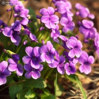 紫花地丁种子景观绿化易活四季庭院家庭盆栽阳台园艺花草花海花籽