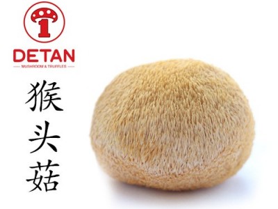 德添猴头菇 Hericium Erinaceus Mushroom图2